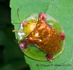 Aspidimorpha sanctaecrucis
