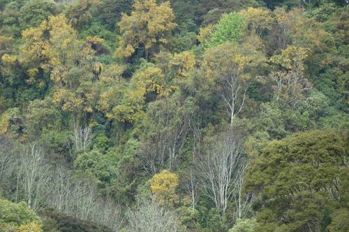 Kowhai (Sophora microphylla)