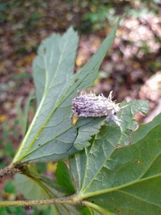 Akanthomyces aculeatus