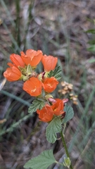 Sphaeralcea ambigua