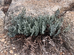 Pellaea bridgesii