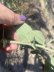 Ceanothus integerrimus macrothyrsus