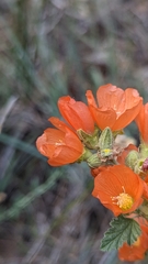Sphaeralcea ambigua