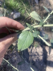 Ceanothus integerrimus macrothyrsus