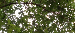 Rhipidura javanica