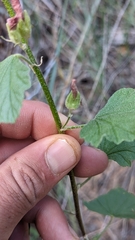 Sphaeralcea ambigua