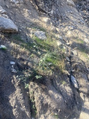 Ceanothus integerrimus macrothyrsus