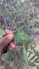 Sphaeralcea ambigua