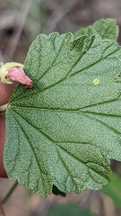 Sphaeralcea ambigua