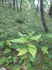 Circaea canadensis quadrisulcata