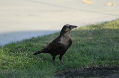 Corvus brachyrhynchos