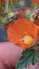 Sphaeralcea ambigua