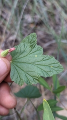Sphaeralcea ambigua