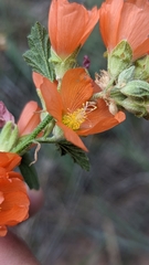 Sphaeralcea ambigua