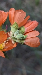 Sphaeralcea ambigua