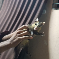 Didelphis albiventris