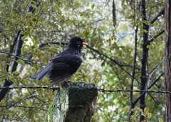 Turdus merula merula