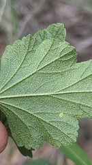 Sphaeralcea ambigua