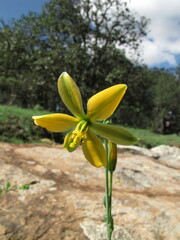 Echeandia flavescens
