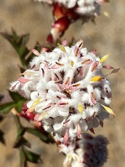 Petrophile carduacea