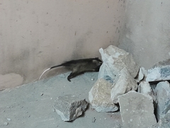 Didelphis albiventris