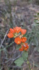 Sphaeralcea ambigua