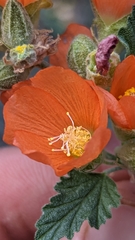 Sphaeralcea ambigua