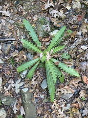 Cirsium horridulum