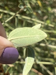 Ceanothus integerrimus macrothyrsus
