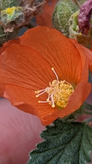 Sphaeralcea ambigua