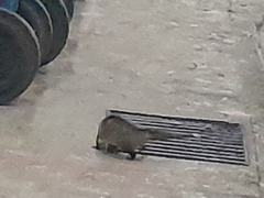 Didelphis albiventris