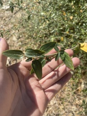 Ceanothus integerrimus macrothyrsus