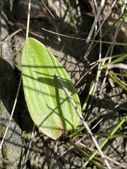 Cryptostylis
