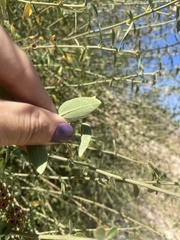Ceanothus integerrimus macrothyrsus