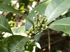 Glycosmis parviflora