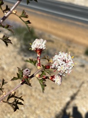 Petrophile carduacea