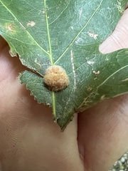 Druon quercusflocci