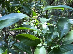 Glycosmis parviflora