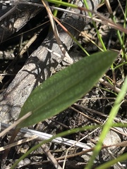Cryptostylis