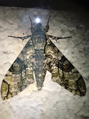 Manduca florestan