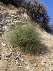 Ceanothus integerrimus macrothyrsus
