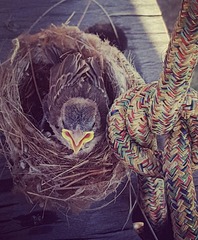 Passer domesticus domesticus