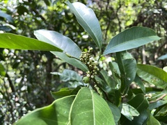 Glycosmis parviflora