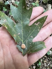 Druon quercusflocci