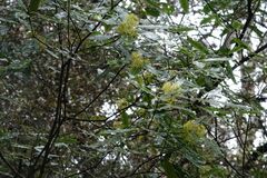 Pittosporum eugenioides