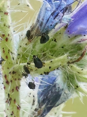 Aphis fabae