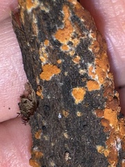 Botryobasidium aureum