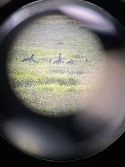 Branta hutchinsii leucopareia