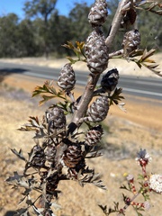 Petrophile carduacea