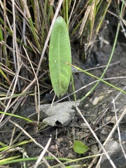Cryptostylis